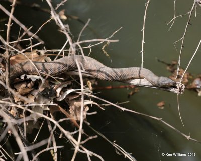 Northern Water Snake, Tulsa Co, OK, 4-15-16, Jpa_49679.jpg