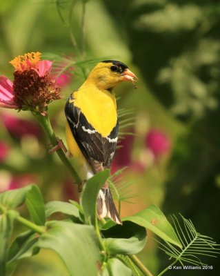 American Goldfinch male, Rogers Co yard, OK, 7-27-16, Jpa_57772.jpg
