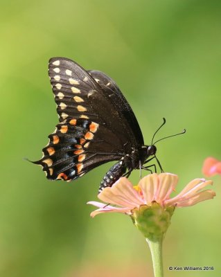Black Swallowtail, Rogers Co yard, OK, 8-29-16, Jpa_58326.jpg
