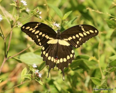Giant Swallowtail, Nowata Co, OK, 8-19-16, Jpa_57982.jpg