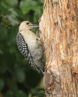 Red-bellied Woodpecker juvenile female, Rogers Co, yard, 7-25-2016, Jpa_57556.jpg
