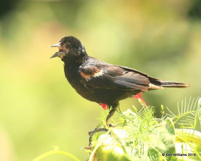 Red-winged Blackbird juvenile male, Rogers Co, yard, 7-23-2016, Jpa_57503.jpg