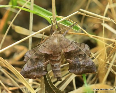 Walnut Sphinx Moth, Amorpha juglandis, Nowata Co, OK, 8-11-16, Jpa_57858.jpg