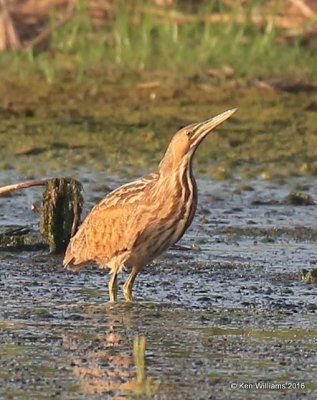 American Bittern, Hackberry Flats WMA, OK, 09_03_2016_Jpa_21724.jpg