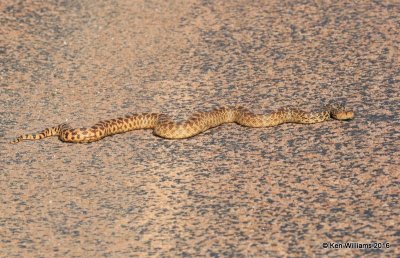 Bullsnake, Hackberry Flats WMA, OK, 09_03_2016_Jpa_22499.jpg