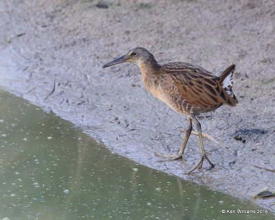 King Rail