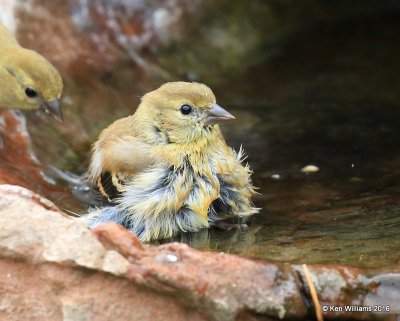 American Goldfinch non-breeding plumage, bath time, Owasso yard, Rogers Co, OK 9-14-16, Jpa_59261.jpg