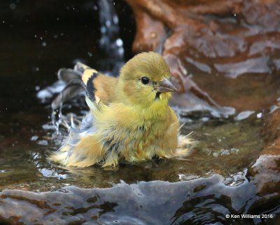 American Goldfinch non-breeding plumage, bath time, Owasso yard, Rogers Co, OK 9-14-16, Jpa_59262.jpg