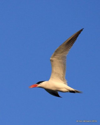 Caspian Tern changing into non-breeding plumage, Ft. Gibson Lake, OK, 9-14-16, Jpa_58745.jpg