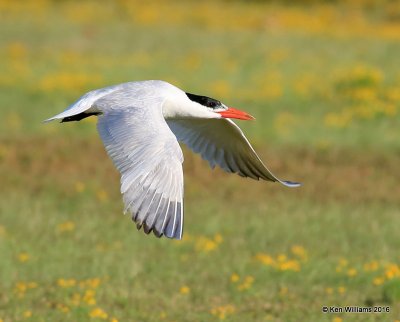 Caspian Tern changing into non-breeding plumage, Ft. Gibson Lake, OK, 9-14-16, Jpa_58974.jpg