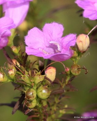 Pink Gerardia, Agalinis purpurea, Ft. Gibson Lake, OK, 9-14-16, Jpa_59178.jpg