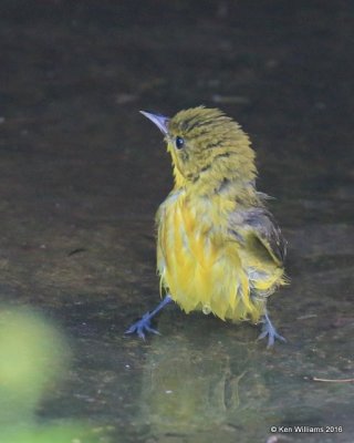 Yellow Warbler, Owasso yard, Rogers Co, OK 9-14-16, Jp_58729.jpg