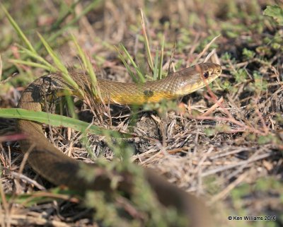 Eastern Yellow Bellied Racer, Coluber constrictor flaviventris, Hackberry Flats WMA, OK, 09_03_2016_Jpa_21922.jpg