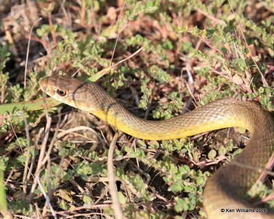 Eastern Yellow Bellied Racer, Coluber constrictor flaviventris, Hackberry Flats WMA, OK, 09_03_2016_Jpa_21953.jpg
