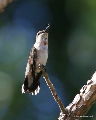 Ruby-throated Hummingbird immature male, Owasso yard, Rogers Co, OK 9-19-16, Jpa_59481.JPG