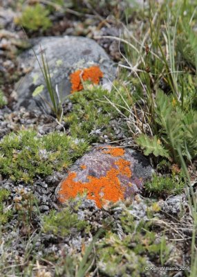 Orange Lachen on Rock, East Glacier Nat. Park, MT, 6-24-14, Jp_018595.JPG