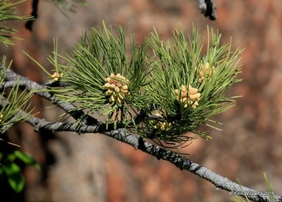 Ponderosa Pine, Rocky Mt. NP, CO, 6_15_2016_Jp_19333.JPG
