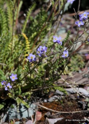 Western Blue Flax, Linum lewisii, East Glacier area, MT, 6-23-14, Jp_017919.JPG