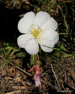 Whitest Evening-Primrose, Oenothera albicaulis, Cimarron Co, OK, 5-10-16, Jp_15338.JPG