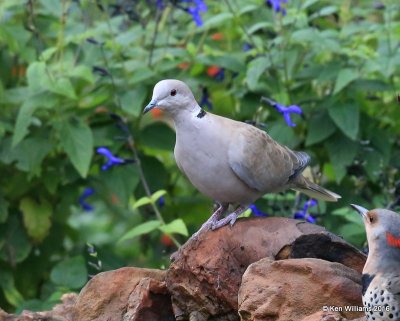 Eurasian Collared Dove, Owasso yard, Rogers Co, OK 9-25-16, Jpa_59845.jpg