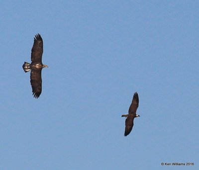 Bald Eagle chasing Osprey, Yahola Lake, Tulsa Co, OK, 10-20-16, Jpa_60342.jpg