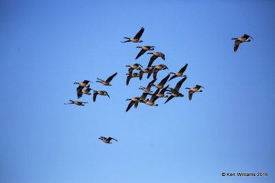 Canada Geese - Common, Yahola Lake, Tulsa Co, OK, 10-20-16, Jpa_60429.jpg