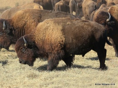 American Bison, Tall Grass Prairie, Osage Co, OK, 11-5-16, Jpa_61298.jpg