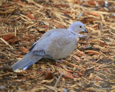 Eurasian Collared Dove, Owasso yard, Rogers Co, OK, 10-4-16, Jpa_61040.jpg