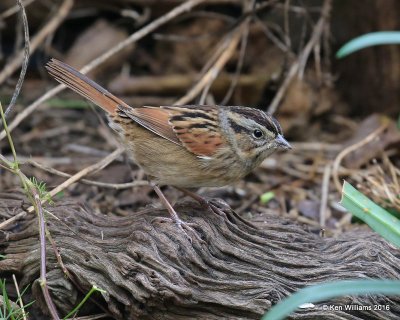 Swamp Sparrow, Owasso yard, Rogers Co, OK, 11-3-16, Jpa_60986.jpg