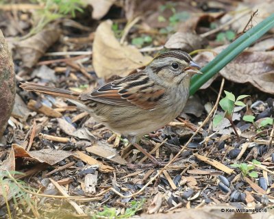 Swamp Sparrow, Owasso yard, Rogers Co, OK, 11-3-16, Jpa_61010.jpg