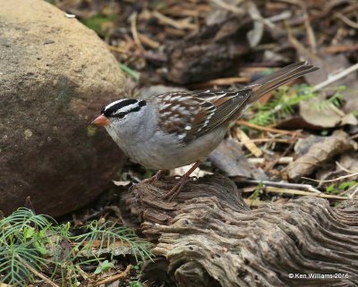 White-crowned Sparrow, Owasso yard, Rogers Co, OK, 11-5-16, Jpa_61278.jpg