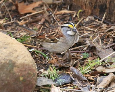 White-throated Sparrow, Owasso yard, Rogers Co, OK, 11-5-16, Jpa_61241.jpg