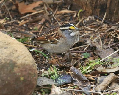 White-throated Sparrow, Owasso yard, Rogers Co, OK, 11-5-16, Jpa_61244.jpg