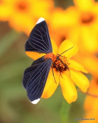 White-tipped Black Moth - Melanchroia chephise, Owasso yard, Rogers Co, OK, 11-2-16, Jpa_60769.jpg