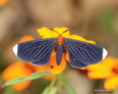 White-tipped Black Moth - Melanchroia chephise, Owasso yard, Rogers Co, OK, 11-2-16, Jpa_60778.jpg
