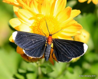 White-tipped Black Moth - Melanchroia chephise, Owasso yard, Rogers Co, OK, 11-4-16, Jpa_61100.jpg