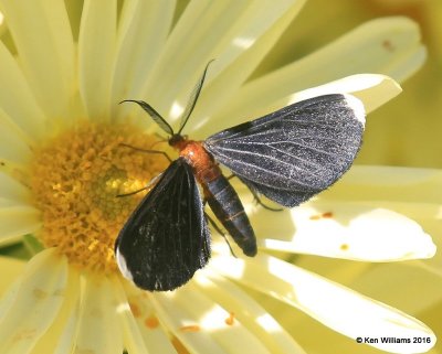 White-tipped Black Moth - Melanchroia chephise, Tulsa Botanic Garden, OK, 11-6-16, Jpa_61363.jpg