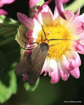 Yellow-collared Scape Moth, Cisseps fulvicollis, Owasso yard, Rogers Co, OK, 11-4-16, Jpa_61093.jpg