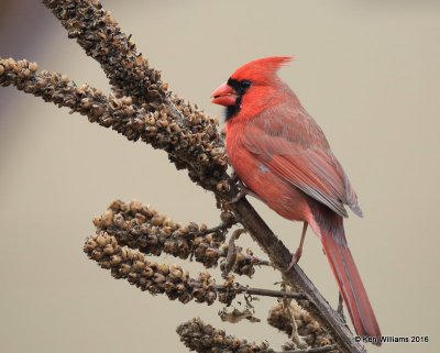 Northern Cardinal male, Rogers Co yard, OK, 12-3-16. Jpa_62184.jpg