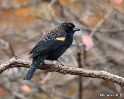 Red-winged Blackbird male nonbreeding plumage, Rogers Co yard, OK, 12-3-16. Jpa_62127.jpg