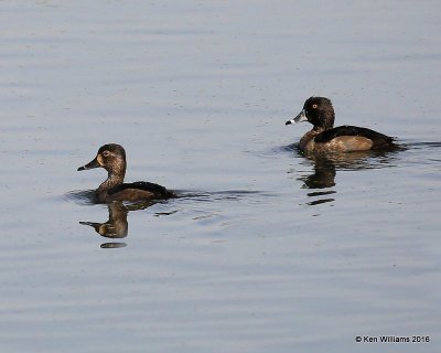 Ring-necked Duck pair, Tulsa Co, OK, 12-2-16, Jpa_62072.jpg