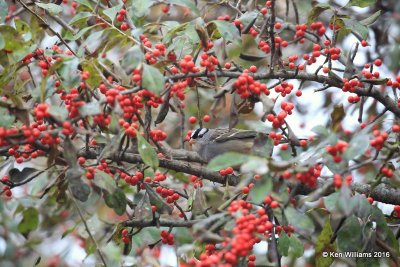 White-crowned Sparrow, Rogers Co yard, OK, 12-3-16. Jpa_62258.jpg