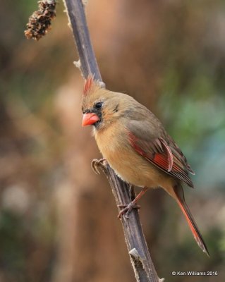 Northern Cardinal female, Rogers Co, OK, 12-5-16, Jpa_62394.jpg