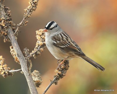 White-crowned Sparrow, Rogers Co, OK, 12-5-16, Jpa_62382.jpg