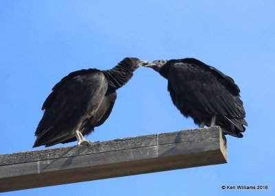 Black Vultures, Tenkiller Lake, OK, 12-19-16, Jpa_63020.jpg