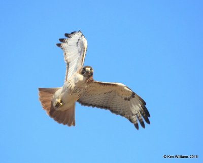 Red-tailed Hawk - Eastern, Osage Co, OK, 12-20-16, Jpa_63633.jpg