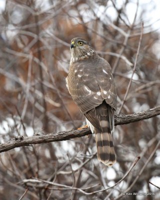 Sharp-shinned Hawk juvenile, Rogers Co yard, OK, 12-22-16, Jpa_63798.jpg