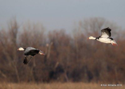 Snow Geese dark morph, Sequoyah Co, OK, 12-19-16, Jpa_62915.jpg