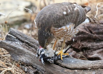 Sharp-shinned Hawk eating a Downy Woodpecker female, Rogers Co yard, OK, 1-5-17, Jpa_64329.jpg