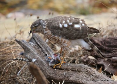 Sharp-shinned Hawk eating a Downy Woodpecker female, Rogers Co yard, OK, 1-5-17, Jpa_64467.jpg